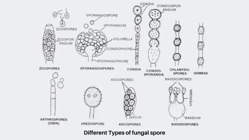 Types of Fungi and Their Reproduction.