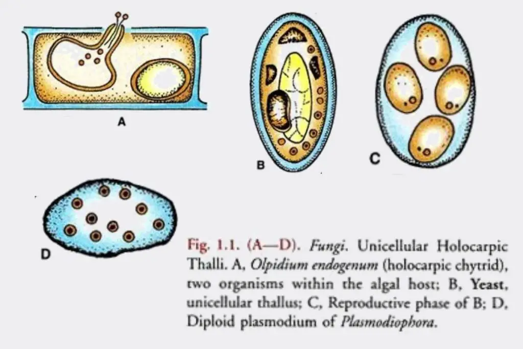 Fungi Characteristics -Unicellular Thallus
