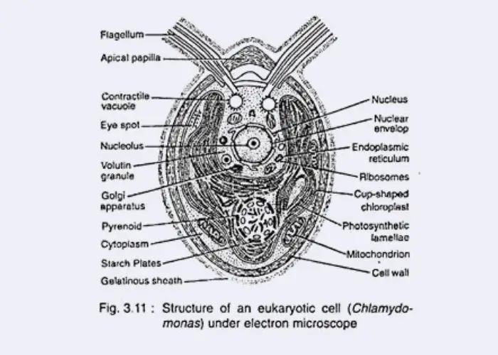 Cellular Structure of Algae - eukaryotic Cell