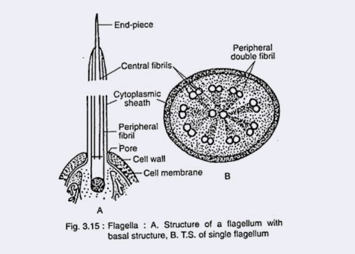 Cellular Structure of Algae - flagella Structure