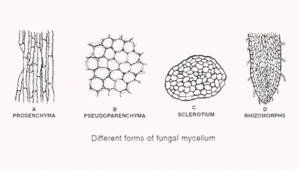 Fungi Characteristics -mycelium
