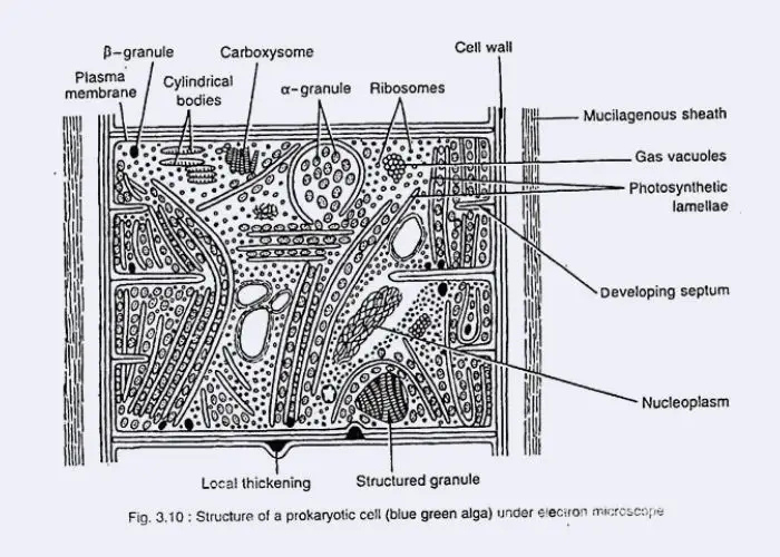 Cellular Structure of Algae  - Prokaryotic Cell