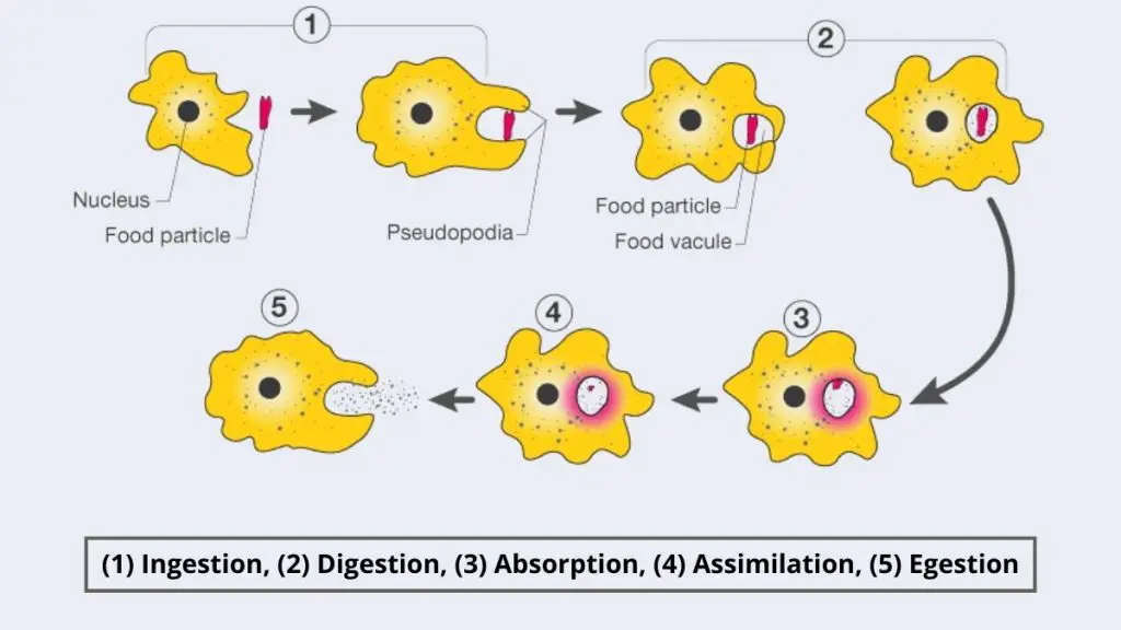 Amoeba Cell (1)Ingestion, (2) Digestion, (3) Absorption, (4) Assimilation, (5) Egestion