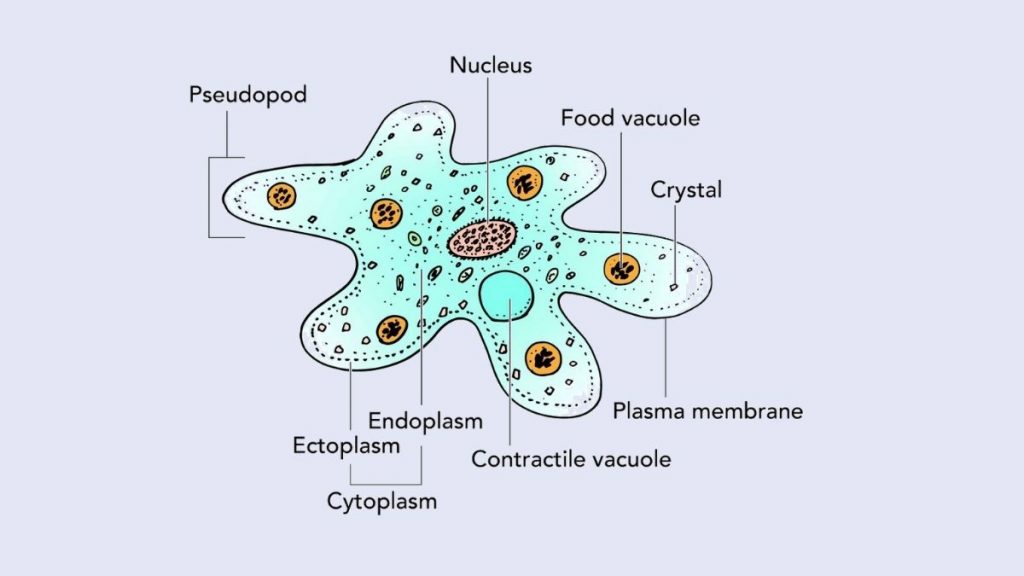 Amoeba Cell Diagram