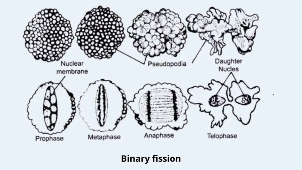 Amoeba Cell Binary Fission