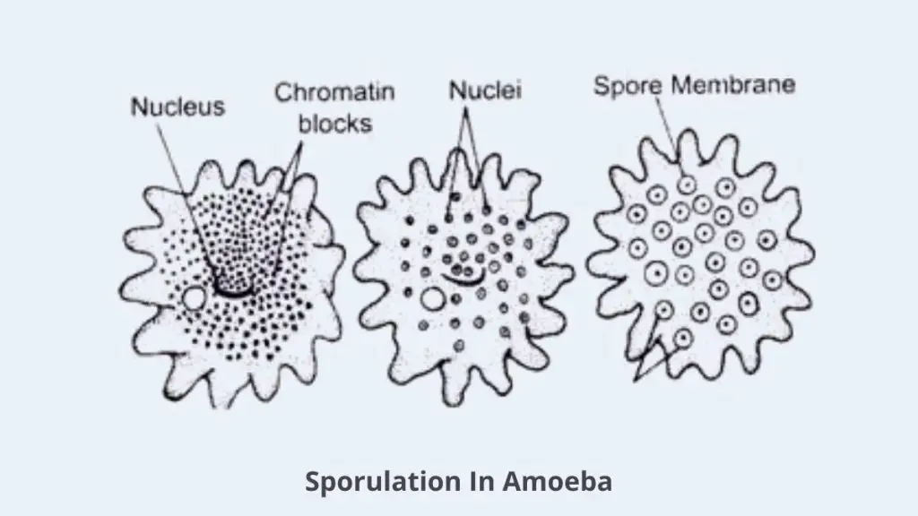 Amoeba Cell Sporulation