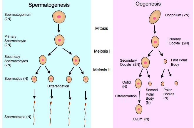 Penjelasan Spermatogenesis Dan Oogenesis Beserta Perbedaannya The Best Porn Website