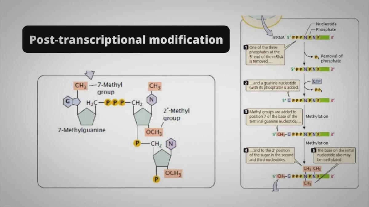 post-transcriptional-modification-definition-types-process-importance