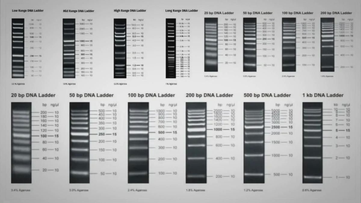 dna-ladders-definition-types-uses