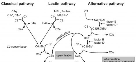 The Complement Pathway