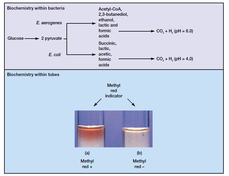 Methyl Red and Voges Proskauer Test