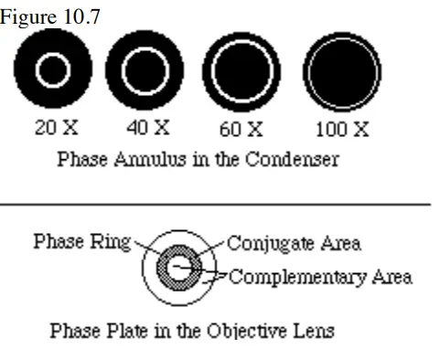 Phase Annulus in the Condenser
