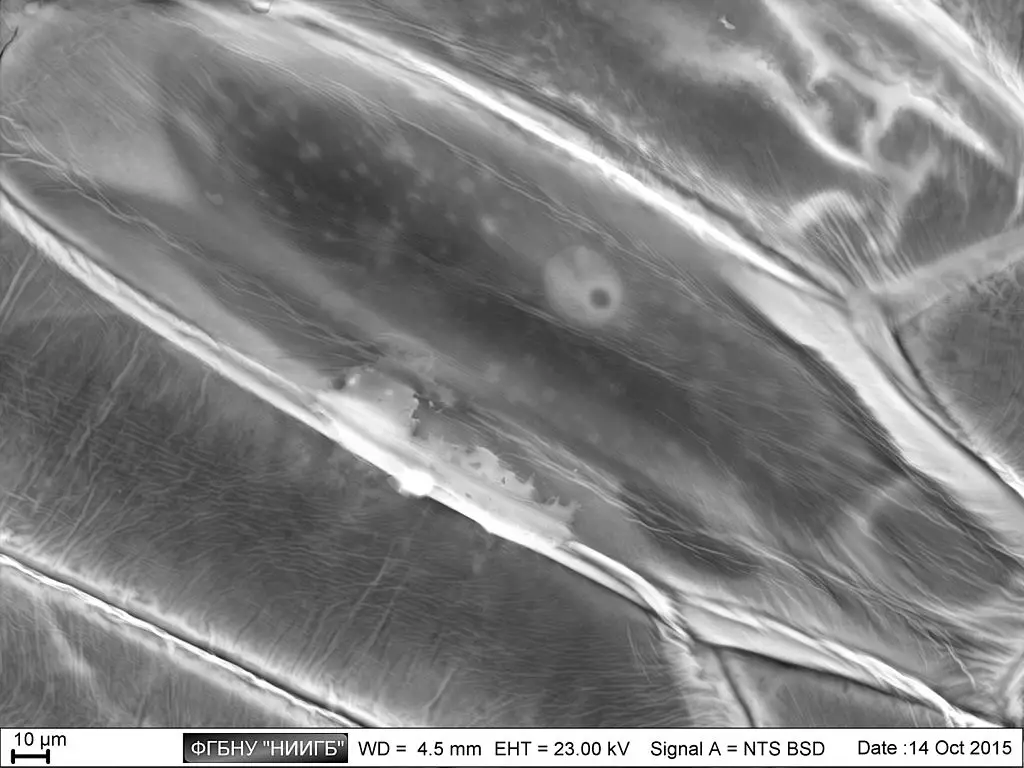Scanning Electron Microscope (SEM) Images