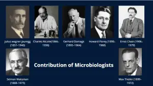 Contribution of Microbiologist