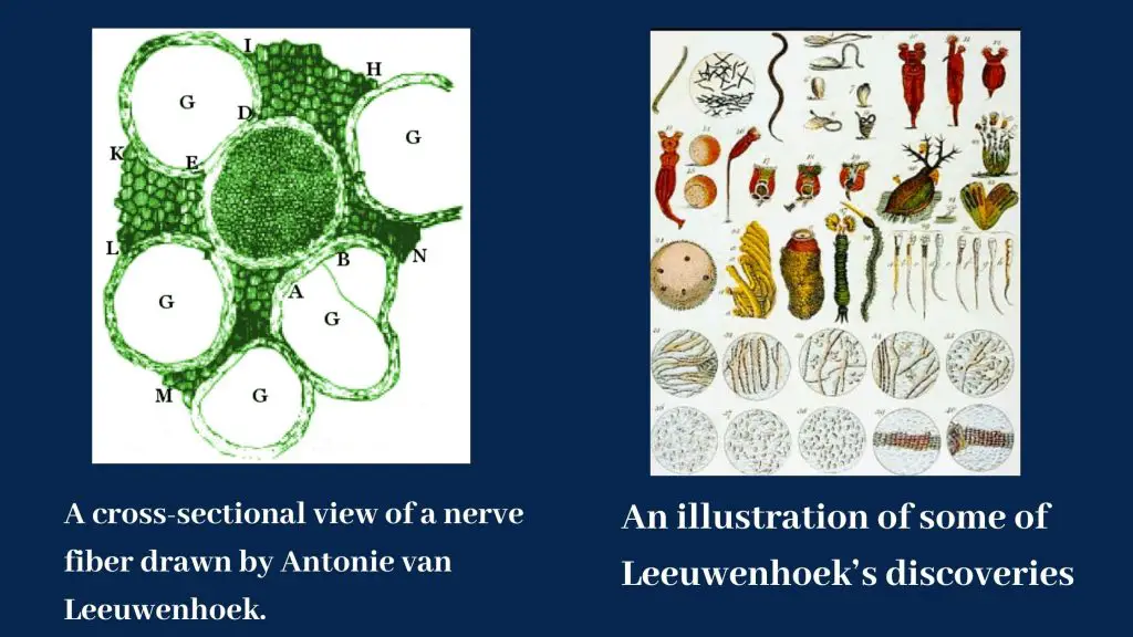 Contribution of Antonie van Leeuwenhoek