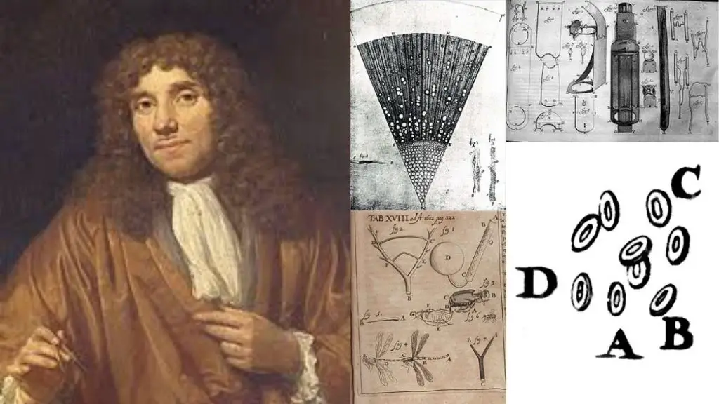 Contribution of Antonie van Leeuwenhoek