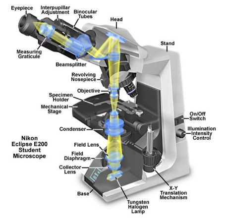 Binocular Compound Microscope diagram 