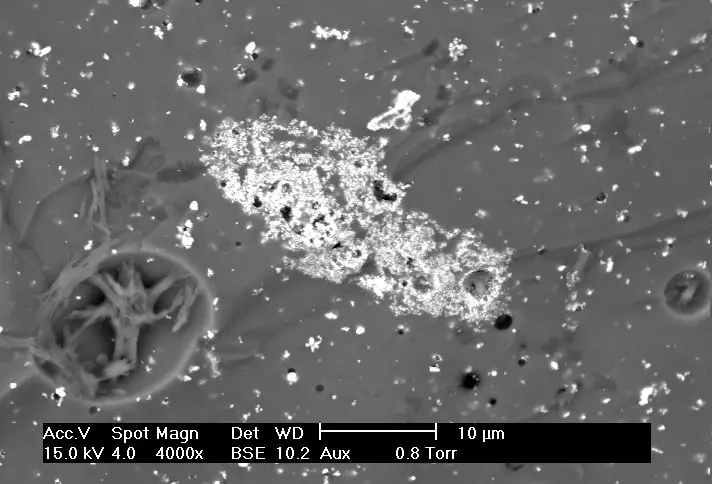 Scanning Electron Microscope (SEM) Images