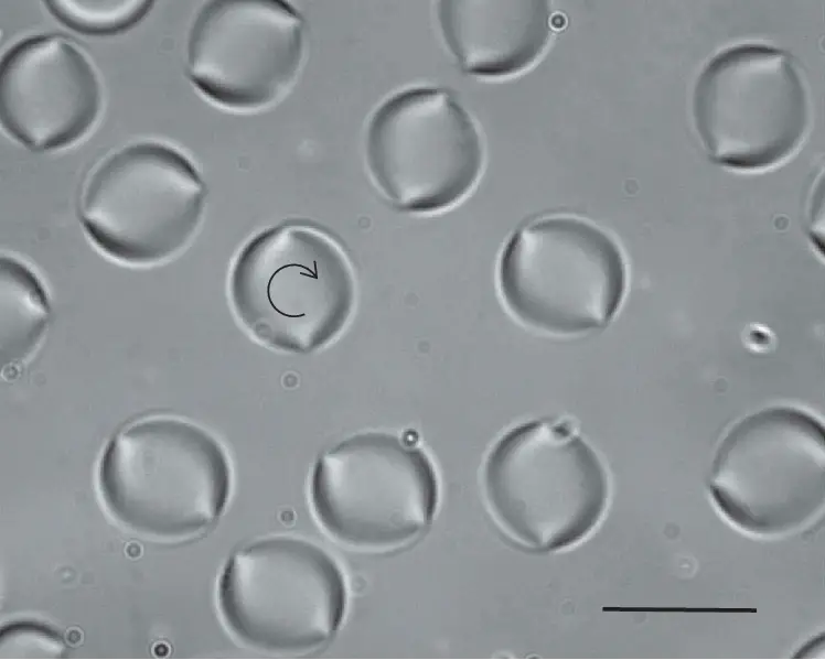 Bright field microscopy images of twisted bipolar droplets in a sample of CCN-37 +5.9%CC. They all rotate clockwise as can be seen in the video S3 of the supplemental material. The bar represents 50 μm. ΔT ¼ 1:25 C and d ¼ 50 μm.  