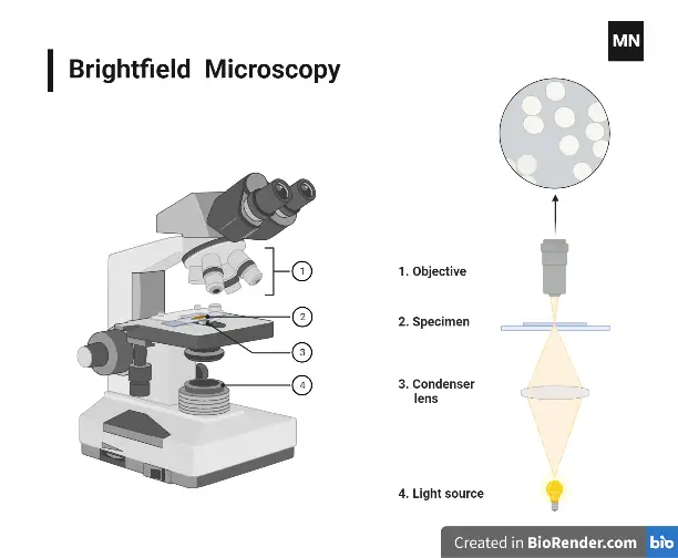 Principle of Brightfield Microscope