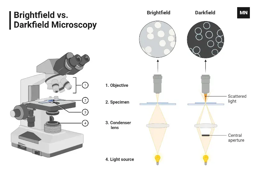 Difference between dark field and bright field Microscope