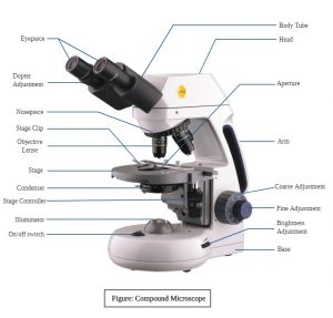 Compound Microscope Principle, Parts, Diagram Definition, Application