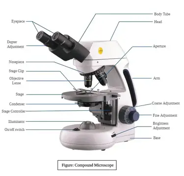 summer See through Hobart Diferite tipuri de microscoape cu definiții, principii, utilizări, diagrame  etichetate