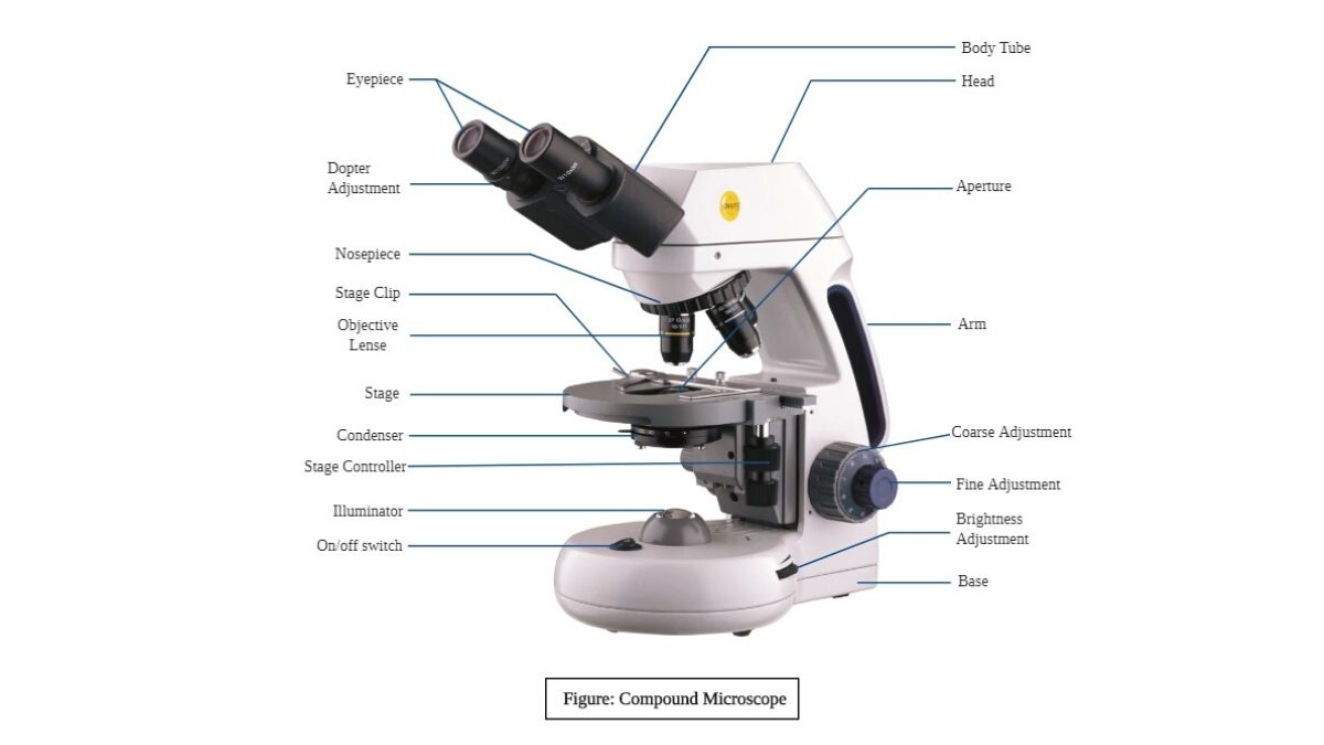 Modern Electronic Powerful Lab Microscope Parts Infographic Presentation  Chart Instrument View Poster Vector Sketch Illustration Royalty Free SVG,  Cliparts, Vectors, and Stock Illustration. Image 146262991.