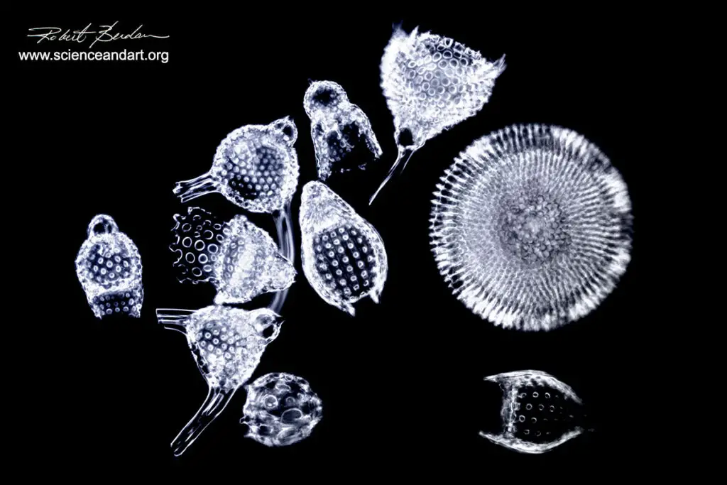 Radiolarians single cell plankton live in the ocean and form silica shells 400X Darkfield microscopy