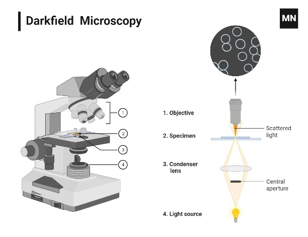Dark-Field Microscope