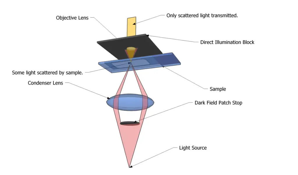 Diagram illustrating the light path through a dark-field microscope