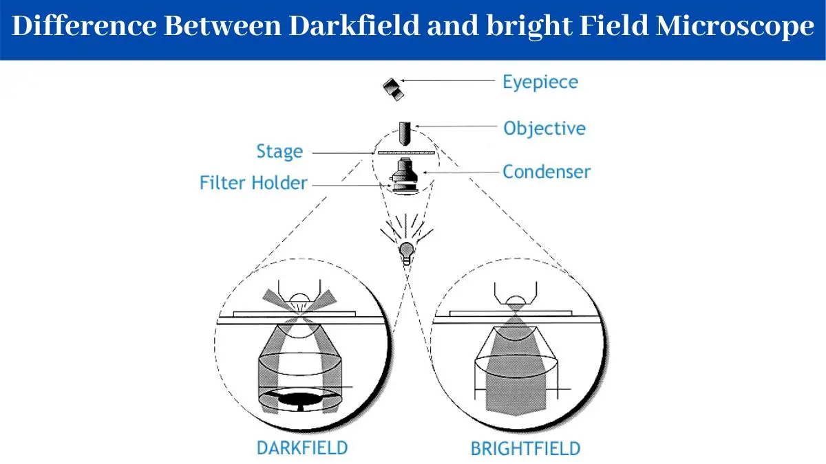 Difference Between Darkfield and bright Field Microscope