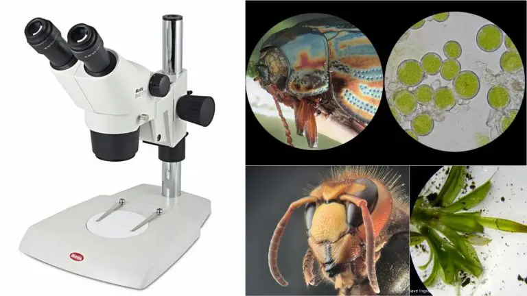Parts Of Dissecting Microscope