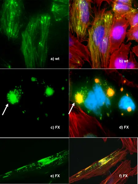 Fluorescence Microscopy Images