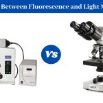 Difference Between Brightfield Microscope and Fluorescence Microscope
