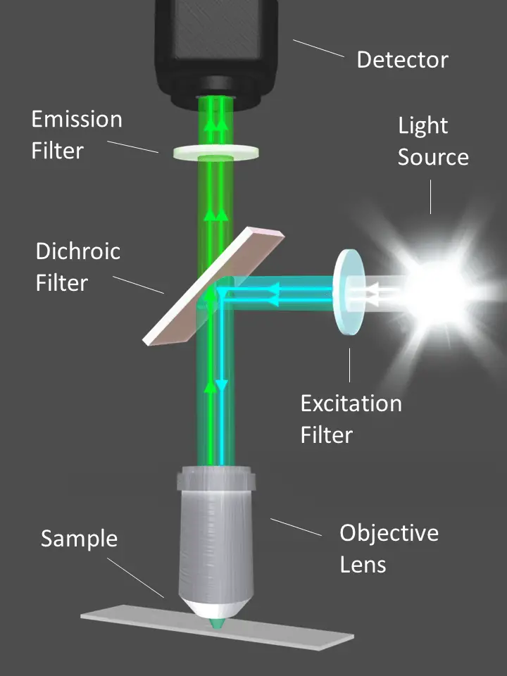 Light Path In Fluorescence Microscope