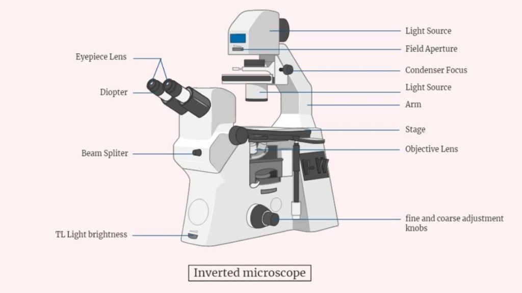 inverted microscope labeled