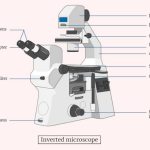 Inverted microscope
