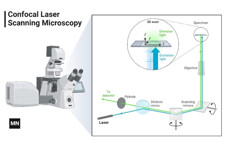 Confocal Microscope Principle, Uses, Parts, Advantages, And Disadvantages.