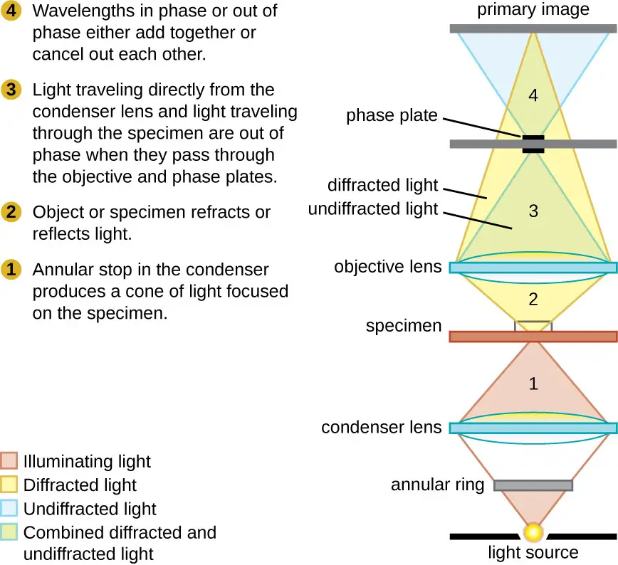 Compound Microscope diagram of light path