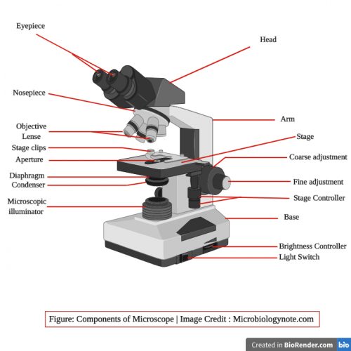 Parts of Microscope with their Functions - Microscope parts