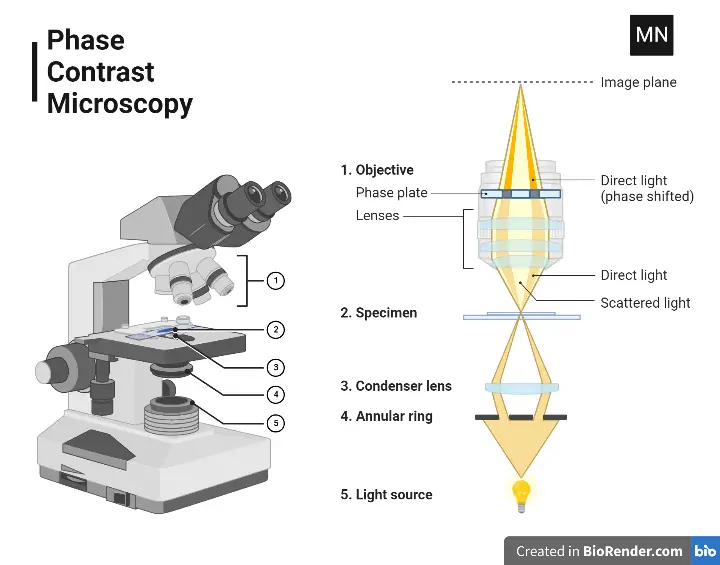 Phase-contrast Microscope