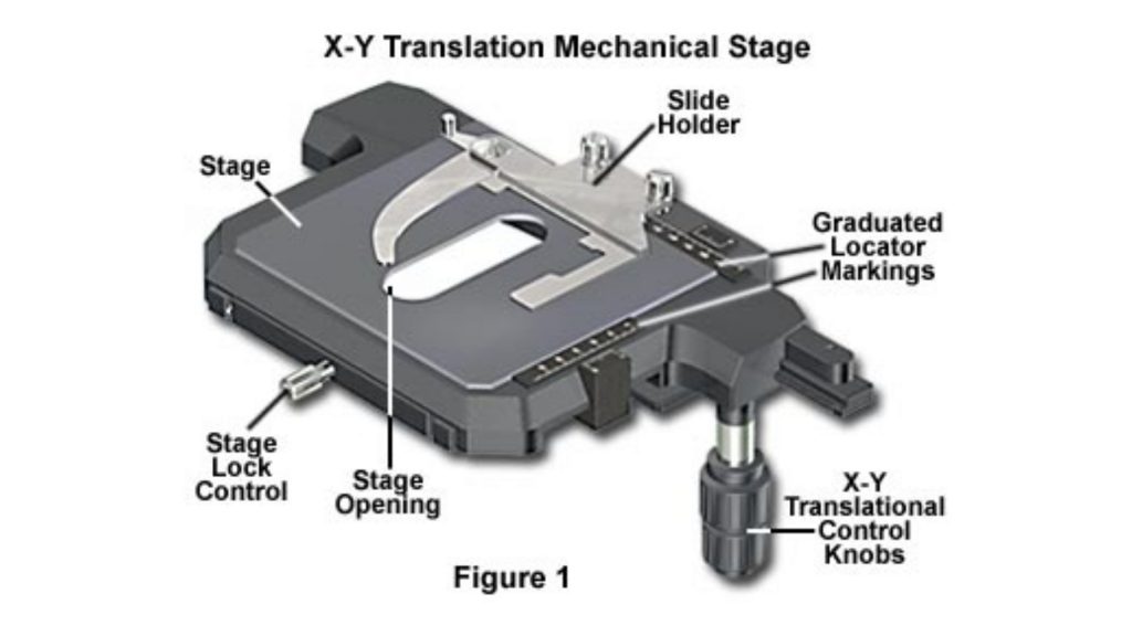 Stage of microscope diagram