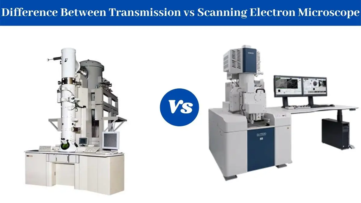 Difference Between Transmission and Scanning Electron Microscope