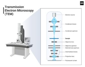 Transmission Electron  Microscope (TEM)