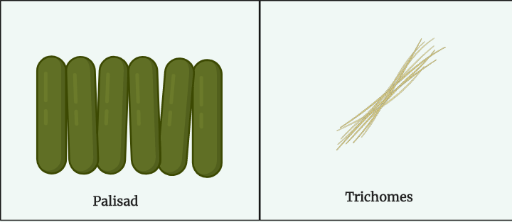 Different Size, Shape and Arrangement of Bacterial Cells