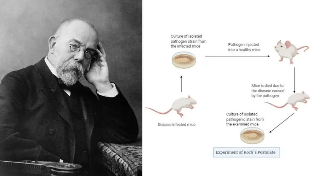 Robert Koch and Koch’s Postulates - History of Microbiology