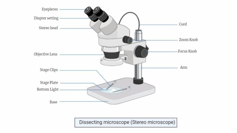 Части микроскопа выполняют функции штатив