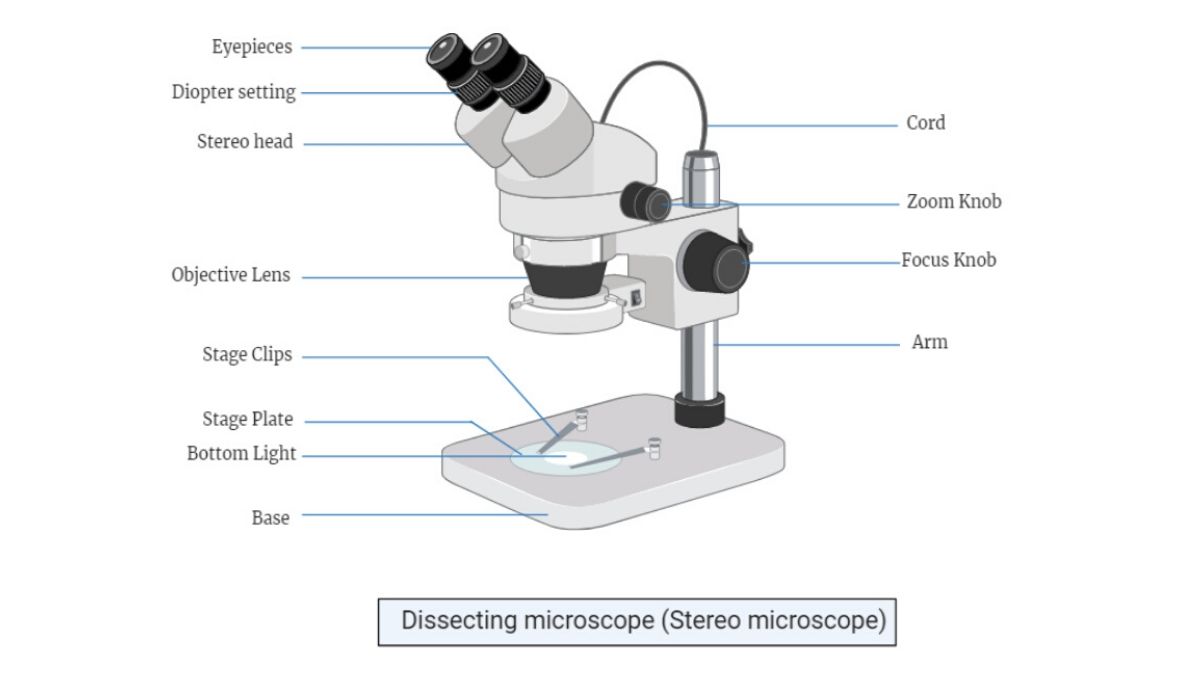 Microscope Parts And Its Functions