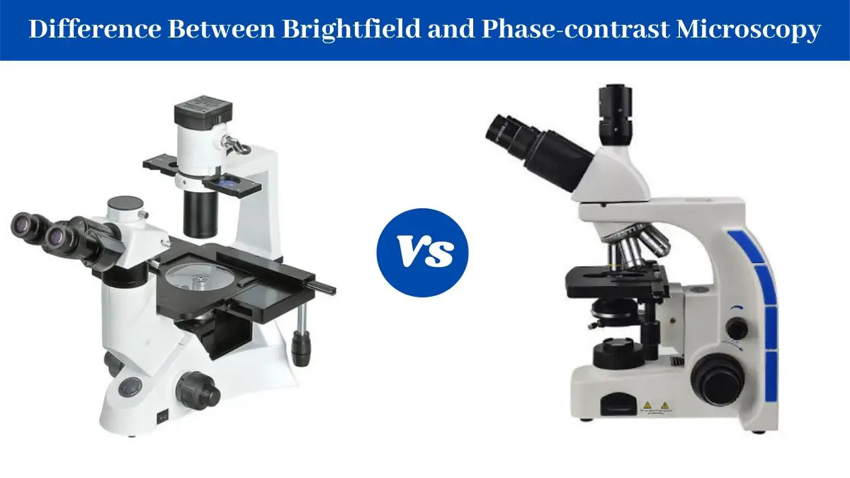 Difference Between Brightfield and Phase-contrast Microscope